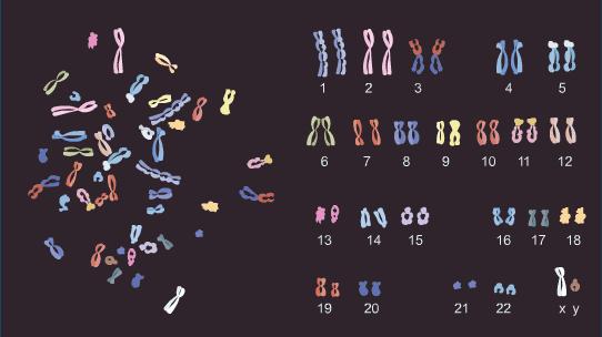 n humans, 23 pairs of chromosomes n humans, with random fertilization, we get 8 million possible combinations for the mother s egg cell and 8 million possible combinations for the father s