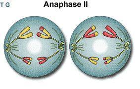 3. Anaphase II Centromeres split Sister