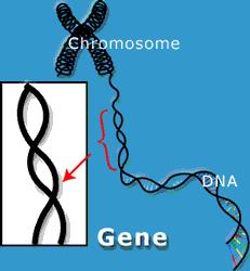 chromosomes. - carry genes.