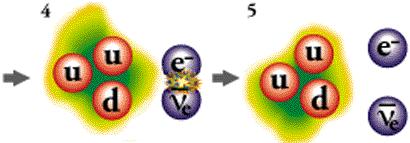 Weak Force Neutron beta decay: n p + e + ν e Weak force