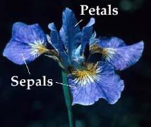 Case study Iris datasettet (Anderson/Fisher): 3 classes - the species of iris: Setosa(1), Versicolor(2) and Virginica(3).