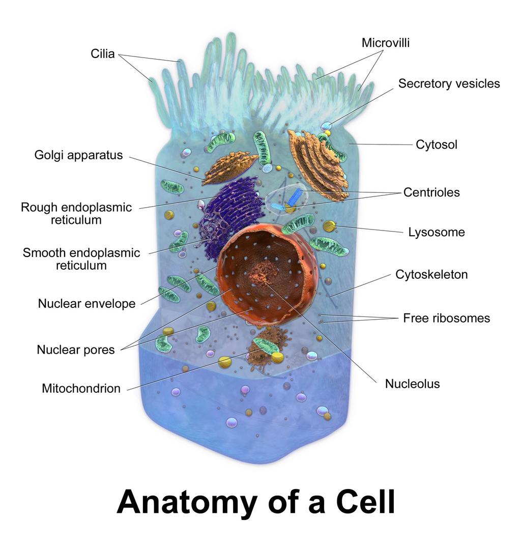Amoeba, bacteria multicellular more than one cell ex. Humans, animals, plants undergo differentiation cells become specialized What parts do cells have?