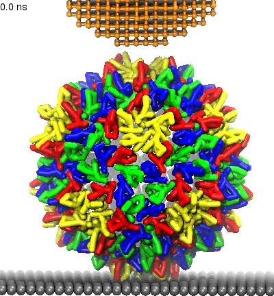 Science 1: Virus Capsid Mechanics Atomic Force Microscope Hepatitis B Virus 500 400