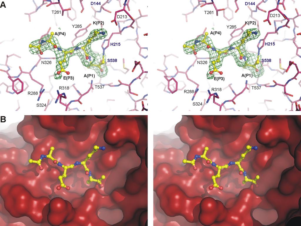 Fig. S3. Stereoview of the chloromethylketone inhibitor bound to the active site of SBT3. (A) Ball-and-stick model of Ac-Phe-Glu-Lys-Ala-CMK covalently bound to the active site of SBT3.