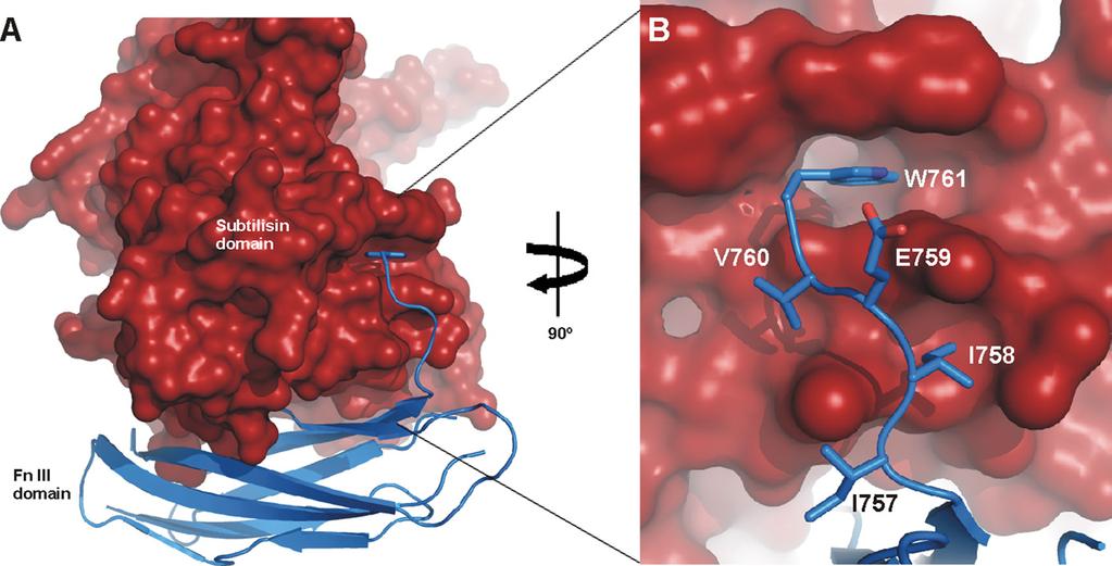 Fig. S7. Attachment of the FnIII domain (blue ribbons) to the subtilisin domain (red surface) in SBT3.