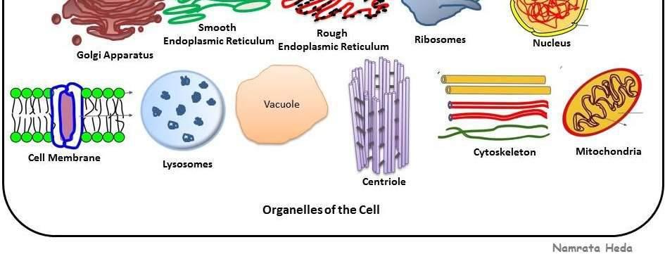 Organelles Groups of