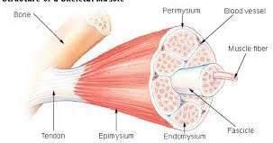 2. Tissue: a group of cells that
