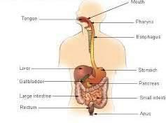 4. Organ System: one or more organs that
