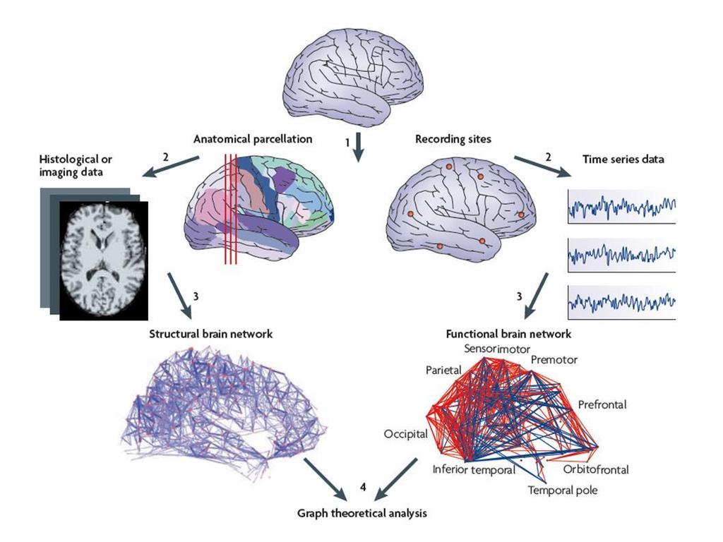 Fig. 2: Functional Connectivity vs Anatomical Connectivity [1] [1] E. Bullmore and O.