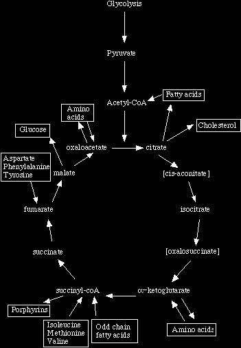 Metabolic pathways In a metabolic pathway, the product of one enzyme acts as the substrate for the next. These enzymes often require dietary minerals, vitamins, and other cofactors to function.