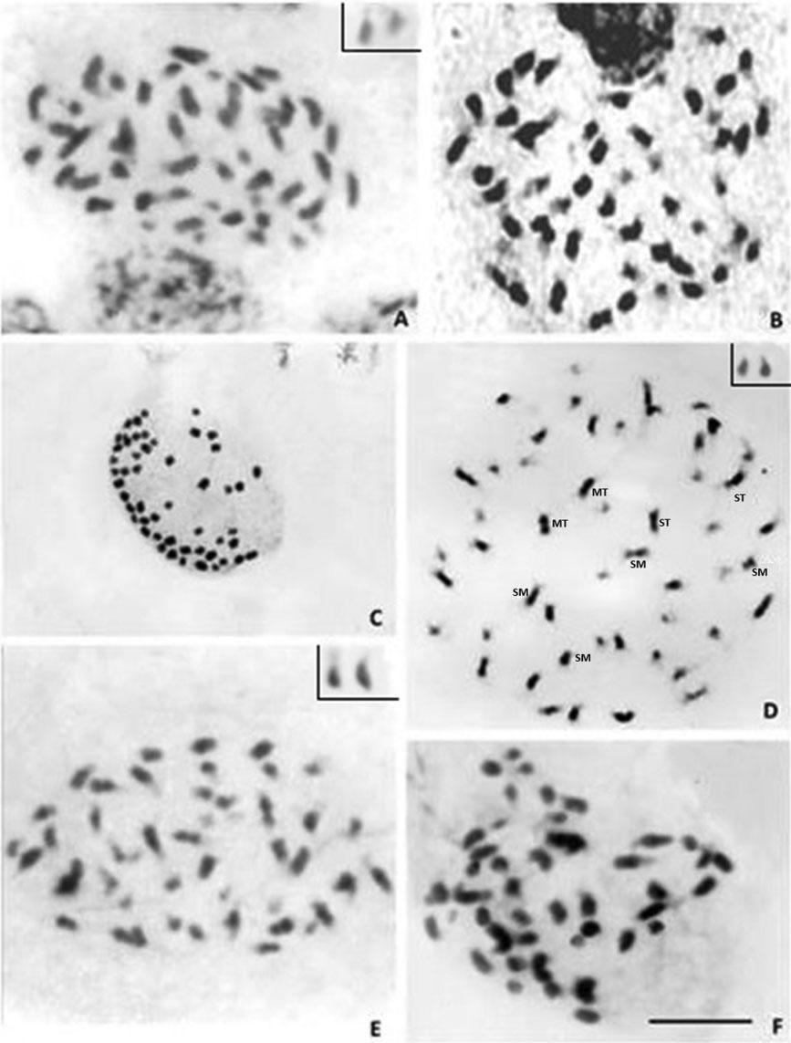 360 J. GITAÍ ET AL. Figure 2. Mitotic chromosomes of Tillandsioideae species. A, Tillandsia cyanea (2n = 48); B, T. mollis (2n = 50); C, T. polystachia (2n = 50); D, T. streptophylla T.