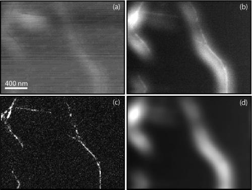 Figure 4. Subsurface near-field Raman imaging of carbon nanotubes overcoated with a uniform SiO 2 layer ( 7 nm thickness): (a) topographic (AFM) image (root mean square ) 0.