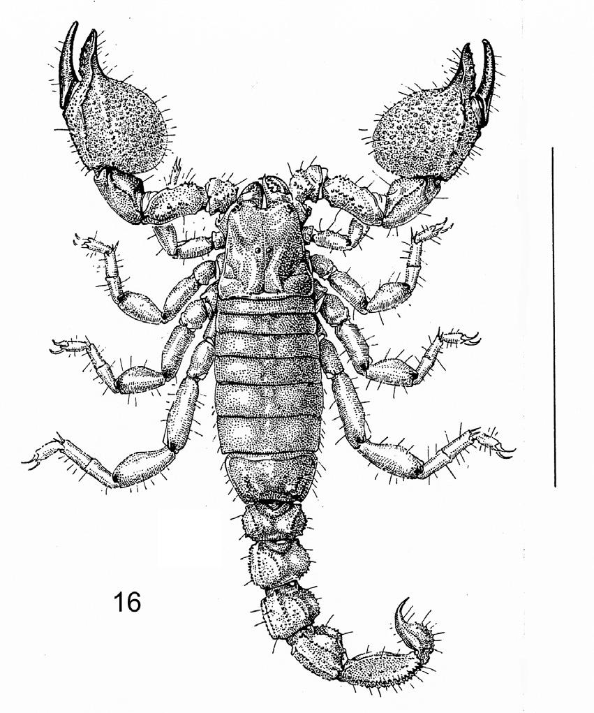 104 Lourenço, W. R. Fig. 16. Scorpio occidentalis Werner: habitus, female from Mauritania. (Scale bar = 30 mm). TYPE MATERIAL. H o l o t y p e, a male formerly in ZMH, was destroyed in 1943.