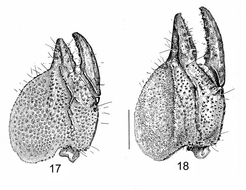Reanalysis of the genus Scorpio 105 Figs 17-18. Scorpio occidentalis. Male and female chela, dorso-external aspect (from Vachon 1952, 1953). (Scale bar = 4 mm). 1227.