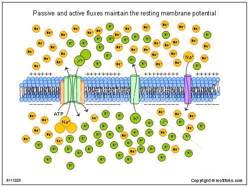 6 Key elements : Neuronal membrane Outside Neuronal membrane : 1) Na +, K + gated channels 2) Ion pump channels 3) Leaky
