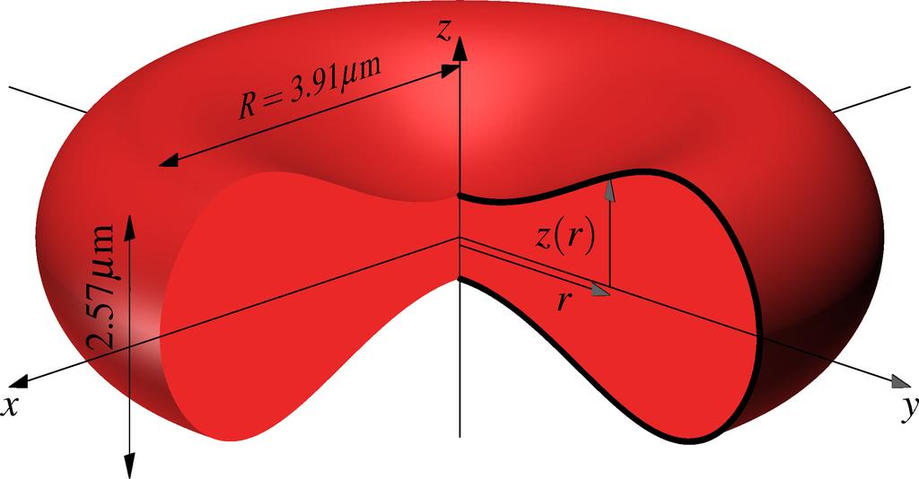 l.u. and 359 surface points and normal vectors (left) and dimensions and profile of a red blood cell at rest (right) 2.2.1.