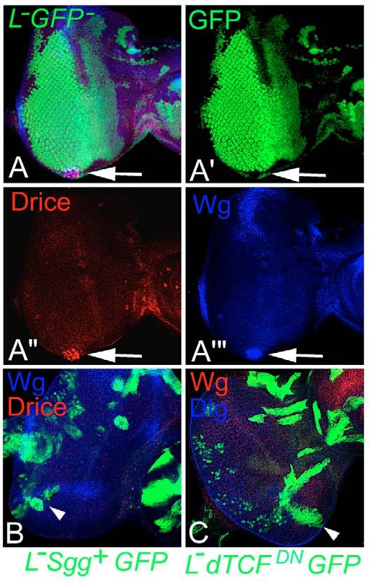 Cell-survival mechanisms in the early eye of Drosophila RESEARCH ARTICLE 4775 rescue phenotypes (partial rescue of L 2 /+ ventral eye loss) was observed in the remaining 60% of L 2 /+; ey>p35 flies.