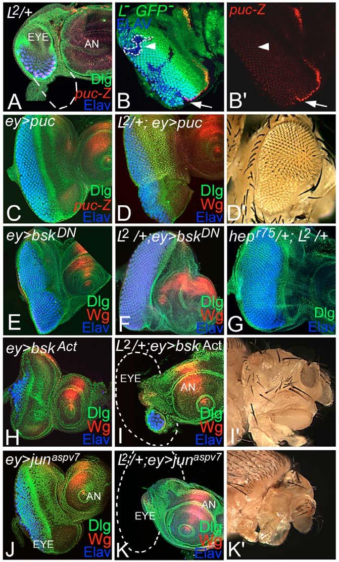 Cell-survival mechanisms in the early eye of Drosophila RESEARCH ARTICLE 4777 look for the time window in which reducing wg function can rescue the loss-of-ventral-eye phenotype.