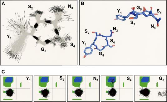 Molecular dynamics Molecular dynamics Twenty energy minimized structures taken at 5-ps intervals