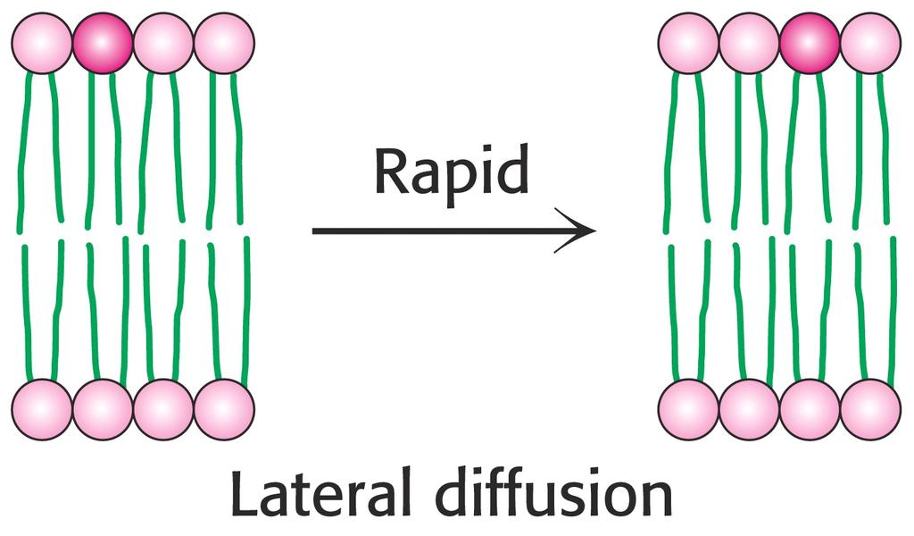 Lipid Diffusion in a Membrane D lip = 10-8 cm 2.