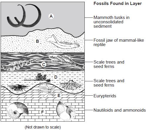 Base your answers to questions 32 through 34 on the geologic cross section below and on your knowledge of Earth science. The cross section represents rock and sediment layers, labeled A through F.