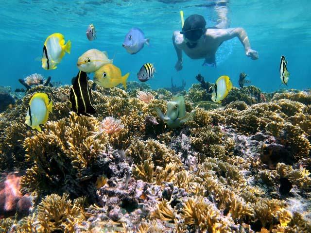 Impact on aquatic ecosystems: Palau 1 st country to ban sunscreens (Nov 2018) Sunscreen loading on coral reefs estimated up to 14,000 tons/year. Photo credit: www.badgerbalm.