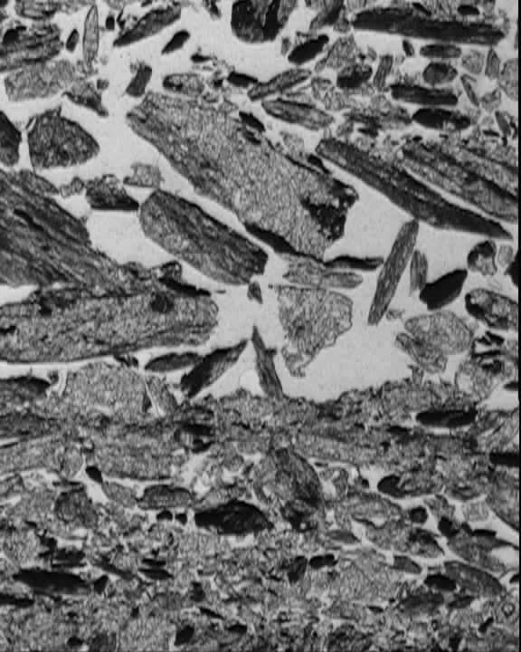 HYDROLOGICAL CONSEQUENCES OF SOIL SURFACE TYPE AND CONDITION Fig. 5. Micrograph of the upper centimetre of the soil after the experiment. Notice how the sieving crust has developed again.