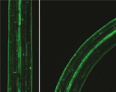 T. Sakai and K. Haga Hypocotyl Photoreceptors Phototropins Cell elongation Auxin increase Blue light 200 µm Fig. 1 Distribution of auxin during hypocotyl phototropism in Arabidopsis.