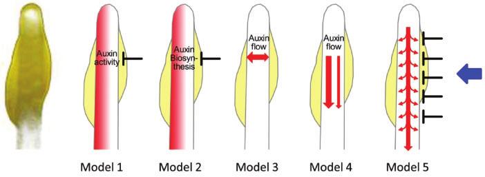 T. Sakai and K. Haga Fig. 3 Hypothetical models of auxin asymmetry during hypocotyl phototropism.