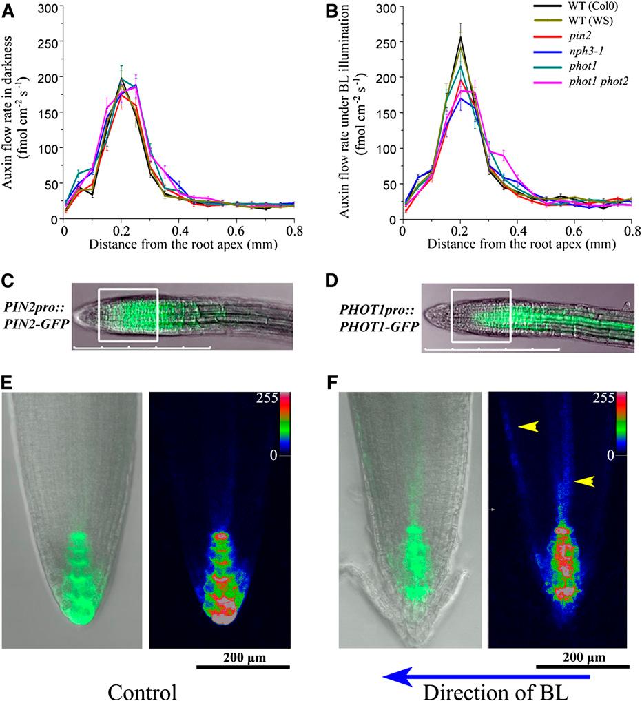 NPH3/phot1 Integrates PIN2 Destinies 3 of 15 Figure 2. Auxin Flux Profiles in the Root Apex Region. (A) and (B) The auxin flux profiles in the intact root apex (0 to 0.