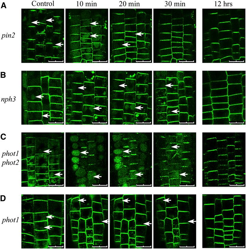 NPH3/phot1 Integrates PIN2 Destinies 7 of 15 Figure 5. Disappearance of PIN2-GFP from the VLCs Is Dependent on phot1/nph3.