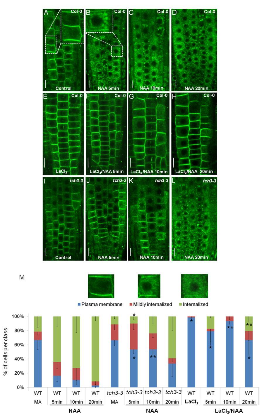 TOUCHing PINOID: a calmodulin kinase interaction modulates auxin transport polarity during root gravitropism dissociation of PID occurs in root epidermis cells, and that this response involves LaCl 3