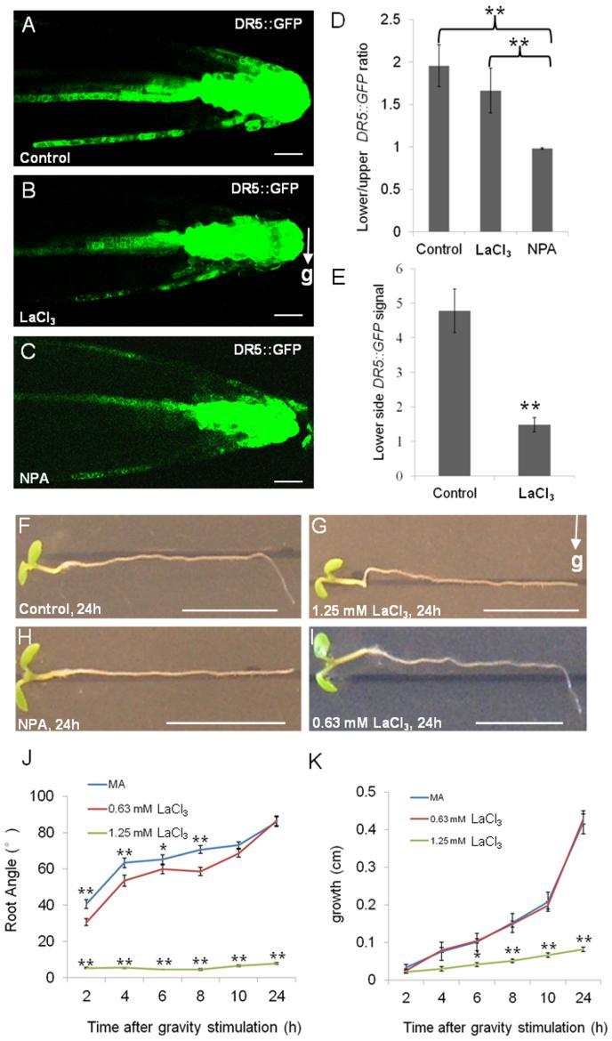 TOUCHing PINOID: a calmodulin kinase interaction modulates auxin transport polarity during root gravitropism Figure 5 Ca 2+ acts downstream of PIN-driven differential auxin responses during