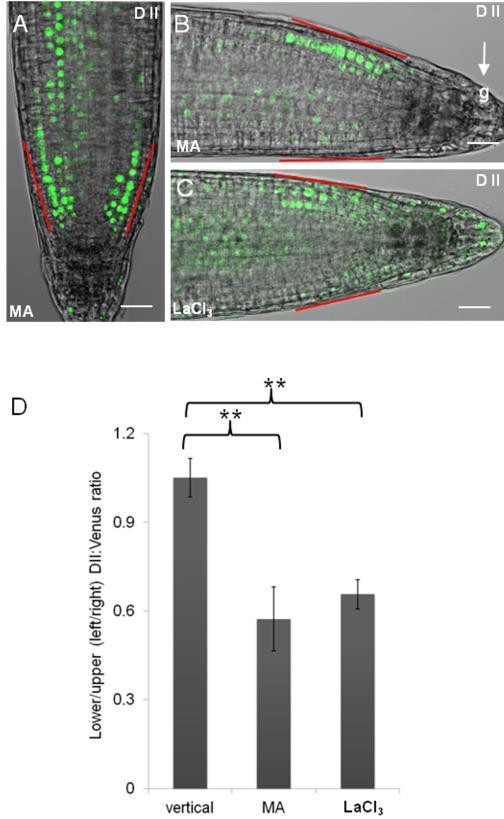TOUCHing PINOID: a calmodulin kinase interaction modulates auxin transport polarity during root gravitropism not influence PID localization, but blocks the auxin-induced dissociation of PID from the