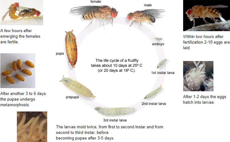 It has been used for genetic experiments since 1909, due to its many advantages: simple and cheap breeding short life cycle high number of offspring The Drosophila research community has developed