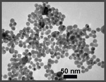 Figure S14. TEM image of citrate-stabilized particles after they were mixed a HEPES solution containing C 12 -PEP Au nanoribbons. No double-helical nanoparticle assemblies were observed.