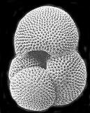 G. tumida because it is more abundant, and it calcifies at approximately 200 m water depth, the depth where high