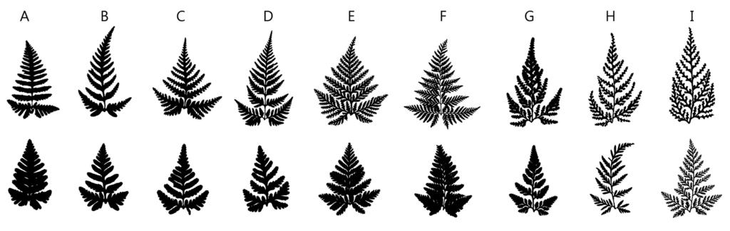 52 Blumea Volume 59 / 1, 2014 4 3 b 6 5 c a Fig. 1 Diagram showing (a) frond, (b) stipe scale and (c) indusium characters measured for principal components analysis of the Davallia repens complex.