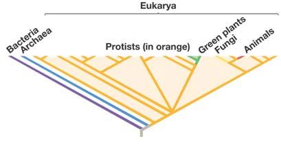Eukarya = protists, plants, animals, fungi Protists are DIVERSE & ABUNDANT are
