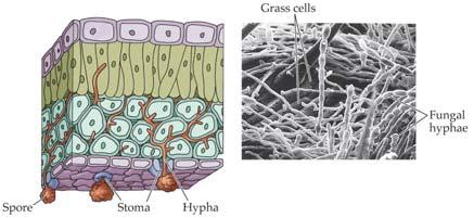 Why are hyphae useful for a decomposer?