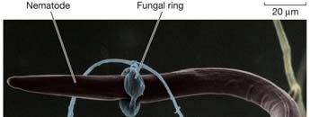 31 Fungus capturing a nematode worm 32 Fungal reproduction