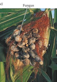 ) causes lots of crop damage -Dutch Elm disease - Chestnut blight Spores of