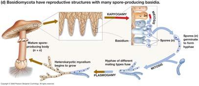 Basidiomycete life cycle Life cycle of the basidiomycete Cortenellus shiitake Mushrooms The