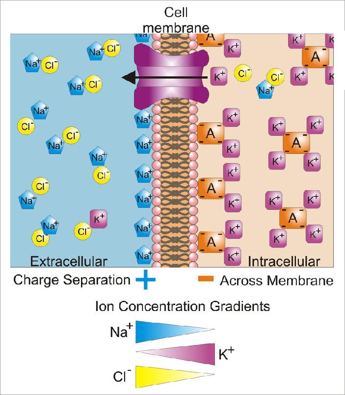 Problem 2: Ions Near a Cell Membrane Membrane potential is the difference in electric potential between the interior and exterior of a biological cell (typically from -40 mv to - 80 mv).