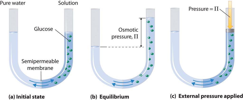 86 C/m) Osmotic Pressure Pressure that STOPS osmosis OSMOSIS movement of a solvent through