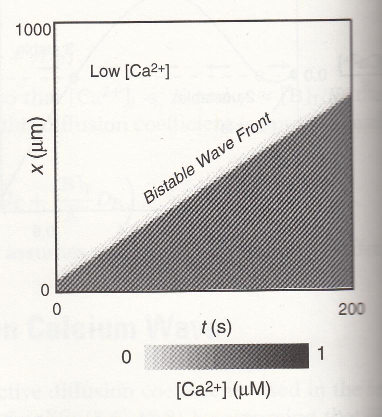3 Figure 2: Space-time plot of a traveling Ca2+ wave. From Fall et al., 2002.