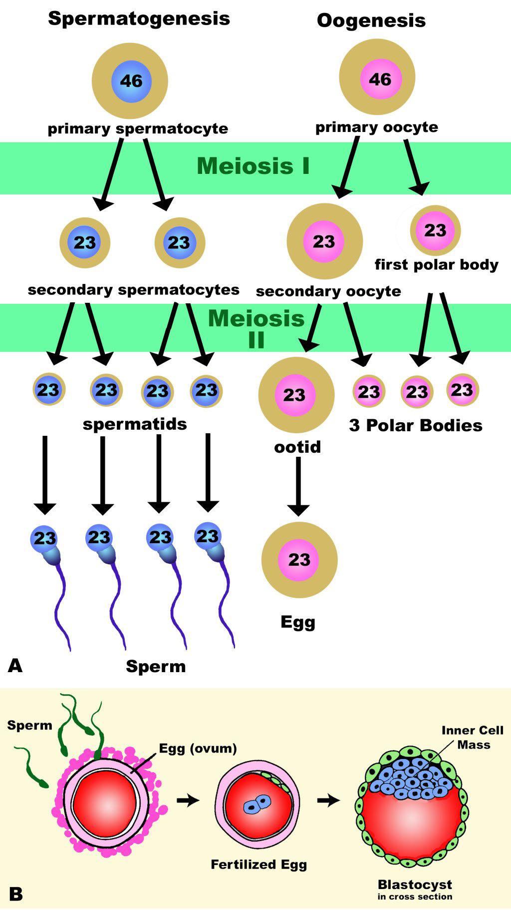 Figure 20-7. Meiotic cell division results in the production of 4 sperm or 1 egg (A).