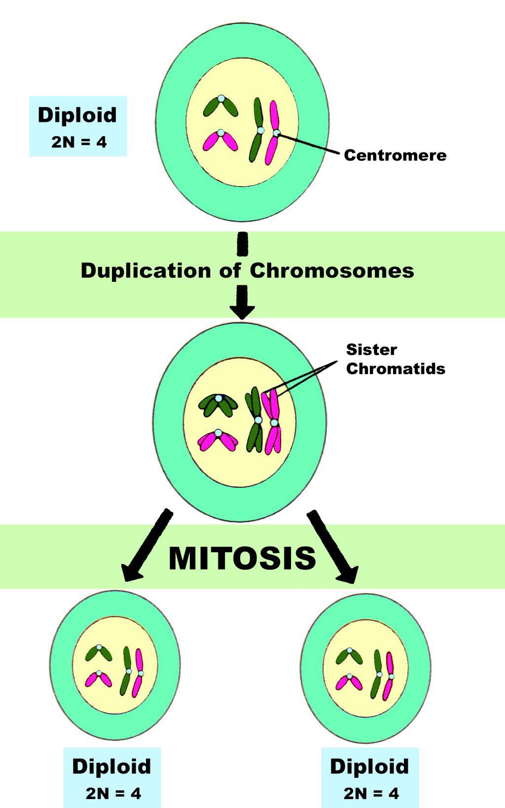Mitosis involves one duplication and one division of chromatin (Fig. 20-5). The duplication, replication, occurs during the S phase and the division during M phase.