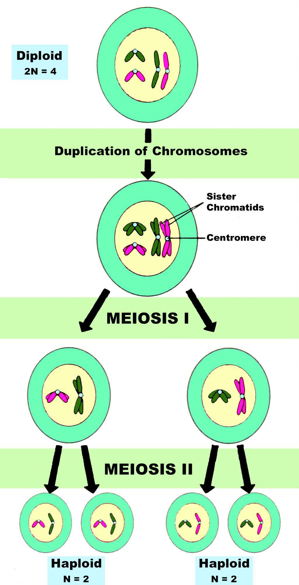 Figure 20-6. Showing one replication and two divisions of chromatin during meiosis. Figure 20-7A shows how 2 divisions result in the production of 4 sperm but only one egg.