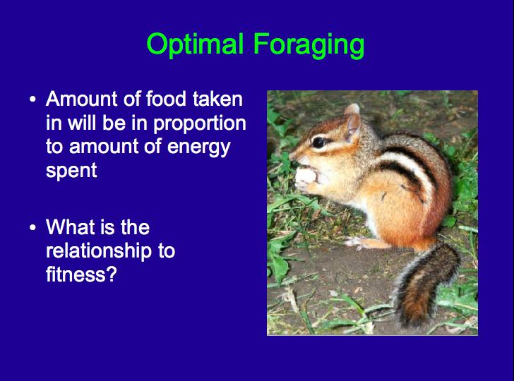 Review: Optimal Foraging Amount of food taken in will be in